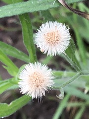 Erigeron