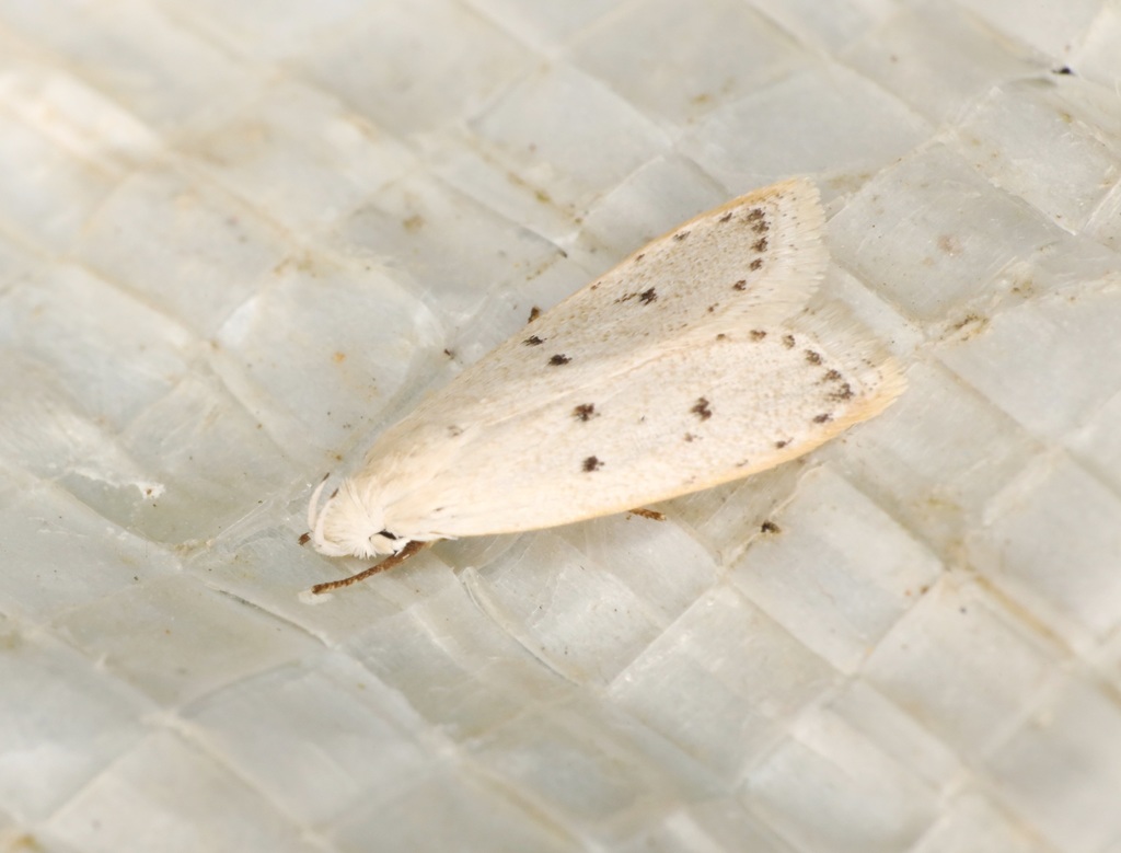 Epimactis