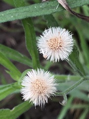 Erigeron