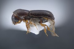 Xyleborinus saxesenii