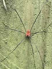 Leiobunum ventricosum