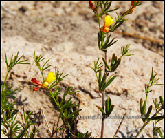 Acmispon wrightii