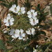 Hermannia amabilis - Photo (c) jcorrie, algunos derechos reservados (CC BY-NC)