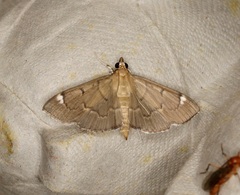 Protonoceras capitalis