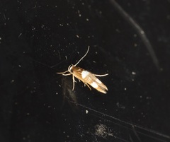 Stathmopoda paradiplaspis