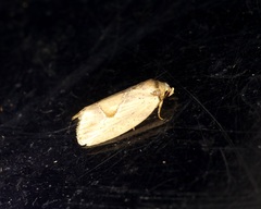Strotihypera macroplaga