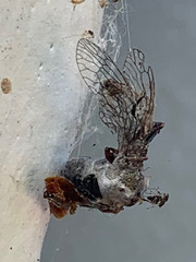 Insecta