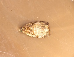 Sycacantha inodes