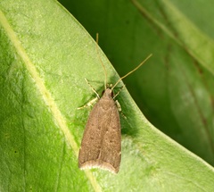 Torodora gemella