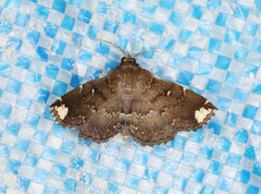 Adrapsa quadrilinealis