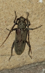 Eburia mutica