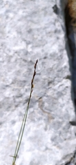 Poa sterilis