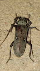 Eburia mutica