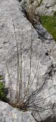 Poa sterilis