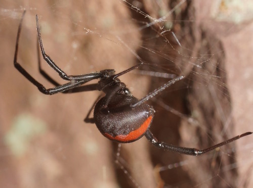 Redback Spider