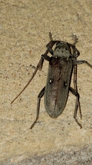 Eburia mutica