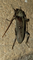 Eburia mutica