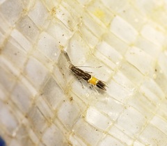 Cosmopterix aculeata