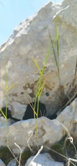 Poa sterilis