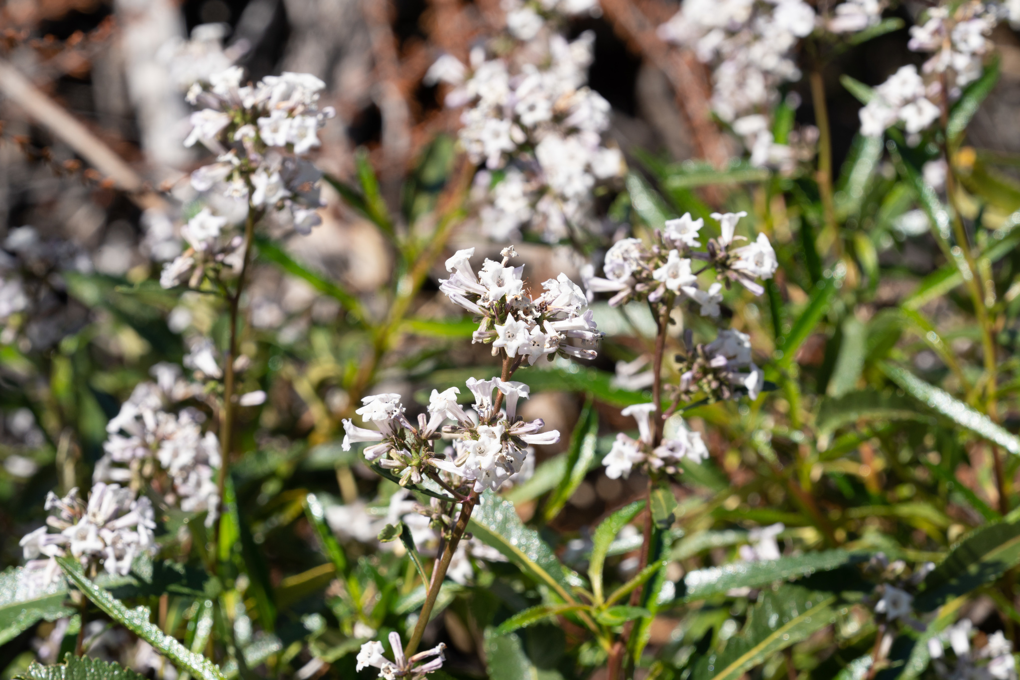 Eriodictyon californicum