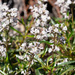 Eriodictyon californicum - Photo (c) Eric Koberle, algunos derechos reservados (CC BY-NC), subido por Eric Koberle