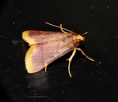 Hypsopygia mauritialis