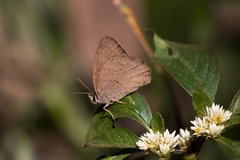Cissia phronius