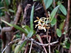 Epidendrum exasperatum