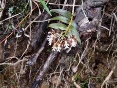 Epidendrum exasperatum