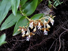 Epidendrum exasperatum