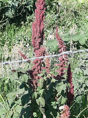 Amaranthus caudatus