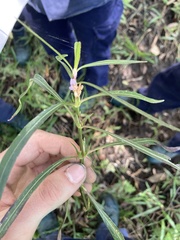 Hygrophila
