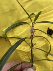 Hygrophila