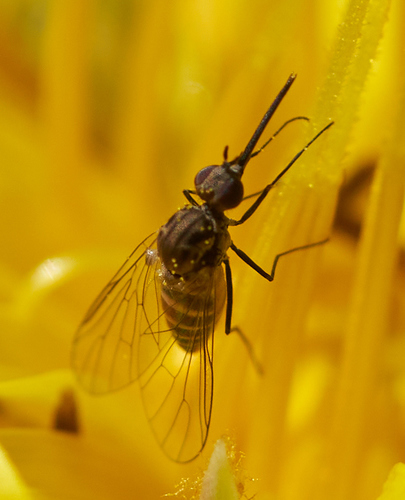 iNaturalist observation photo of Apolysis