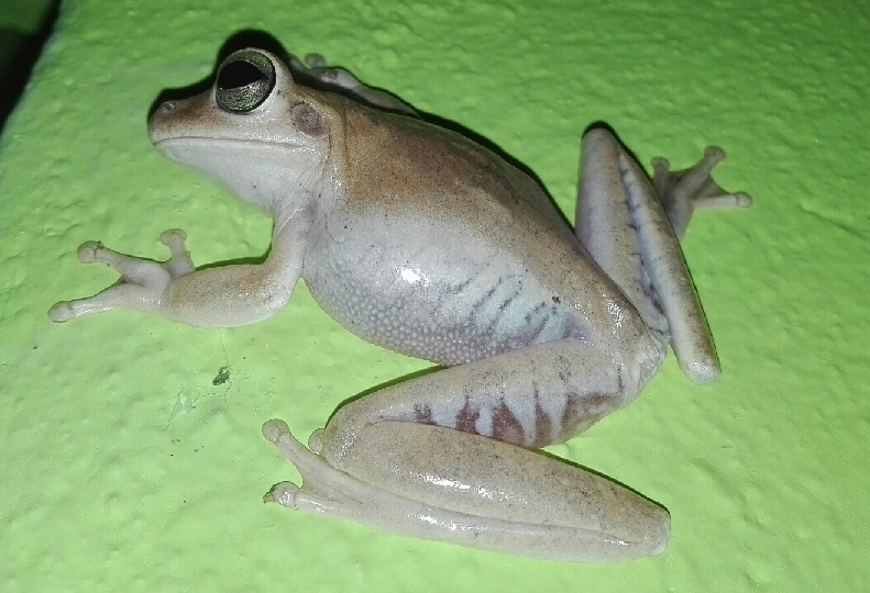 Rana platanera (Anfibios del municipio de Galeras - Sucre, Colombia.) ·  iNaturalist