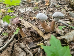 Hypomyces melanocarpus