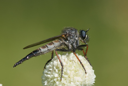 iNaturalist observation photo of Bentbristles