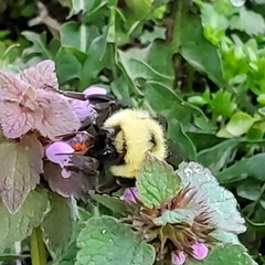 Bombus bimaculatus
