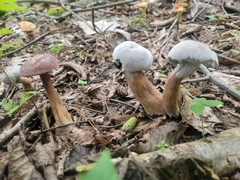 Hypomyces melanocarpus