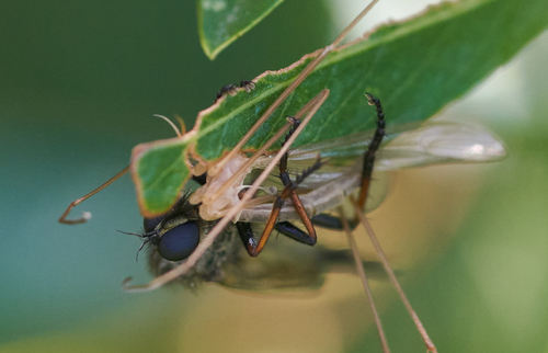 iNaturalist observation photo of Typical Crane Flies