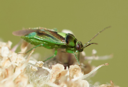 iNaturalist observation photo of Carrot Plant Bug