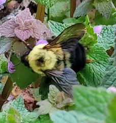 Bombus bimaculatus
