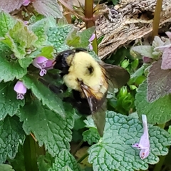 Bombus bimaculatus