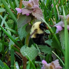 Bombus bimaculatus