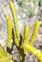 Veronica lycopodioides