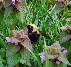 Bombus bimaculatus