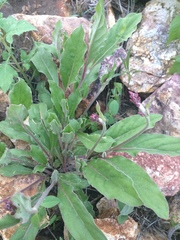 Froelichia arizonica
