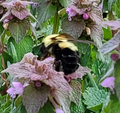 Bombus bimaculatus
