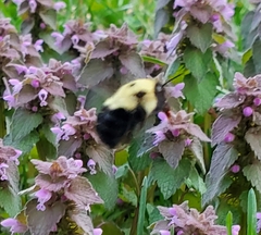Bombus bimaculatus