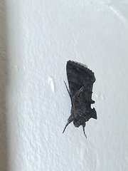 Ctenoplusia oxygramma